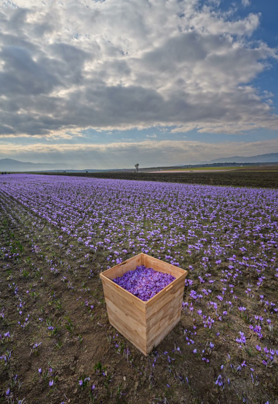 ΑΠΟΚΡΙΕΣ ΣΤΗΝ ΣΙΑΤΙΣΤΑ  ΚΑΙ ΚΟΖΑΝΗ