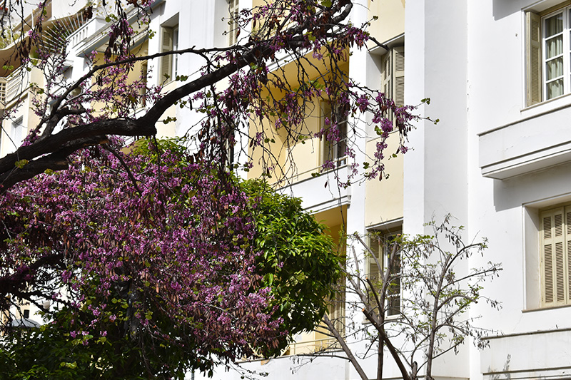 ΦΩΚΙΩΝΟΣ ΝΕΓΡΗ ΜΕ ΤΟΝ ΝΙΚΟ ΒΑΤΟΠΟΥΛΟ