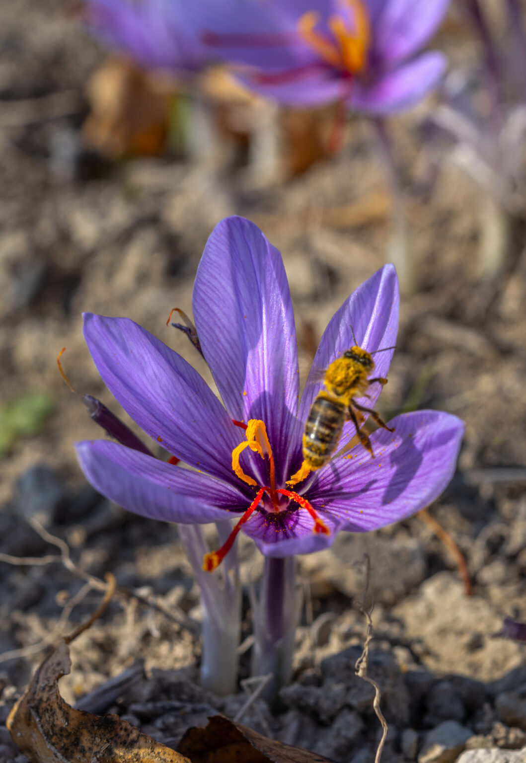 ΑΠΟΚΡΙΕΣ ΣΤΗΝ ΣΙΑΤΙΣΤΑ  ΚΑΙ ΚΟΖΑΝΗ