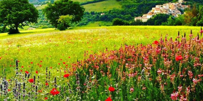 ΠΡΩΤΟΜΑΓΙΑ ΣΤΗΝ ΕΡΜΙΟΝΙΔΑ
