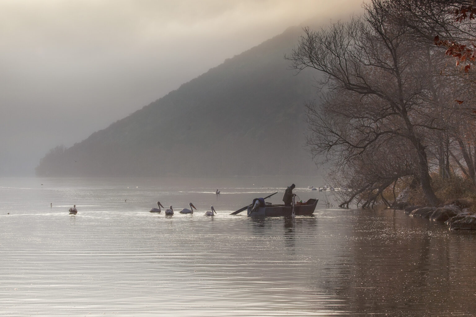 Memnon Christmas ΘΕΟΦΑΝΕΙΑ ΣΕ ΚΑΣΤΟΡΙΑ-ΠΡΕΣΠΕΣ-ΡΑΓΚΟΥΤΣΑΡΙΑ