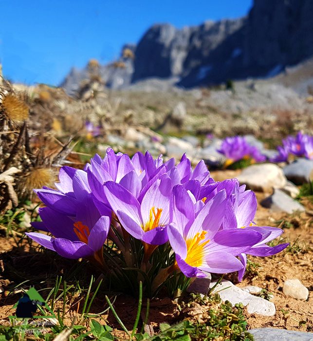 Πεζοπορία στο ΞΗΡΟΒΟΥΝΙ & ΚΕΡΑΣΟΡΕΜΑ ΕΥΒΟΙΑΣ